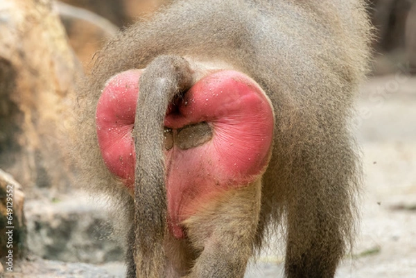 Fototapeta Close-up image of Hamadryas Baboon red ass, a magnificent creature exuding strength and wisdom.