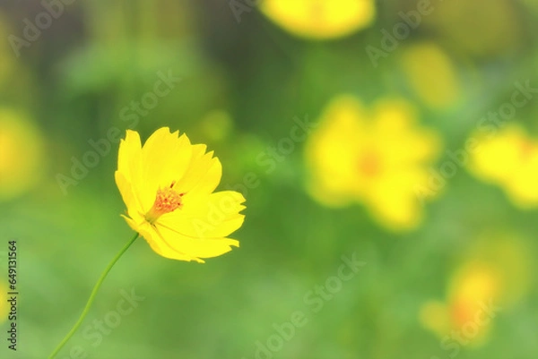 Obraz レモンイエローの可憐な黄花コスモス