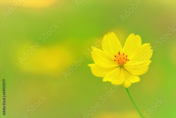 Obraz レモンイエローの可憐な黄花コスモス