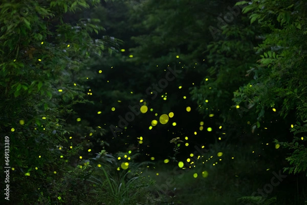 Obraz 대한민국 제주도의 유명한 관광 명소인 곶자왈 숲속에서 반딧불이 들이 아름다운 빛으로 멋진 풍경을 만들고 있다.