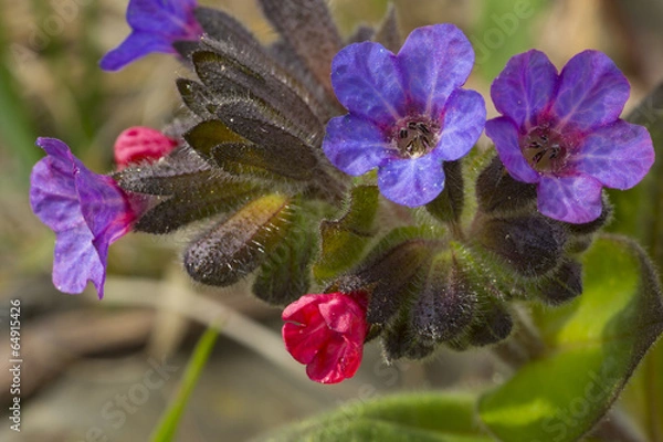 Obraz lungwort (Pulmonaria officinalis)