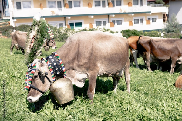 Obraz Almabtrieb im Zillertal