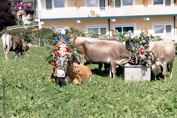 Obraz Tiroler Almabtrieb