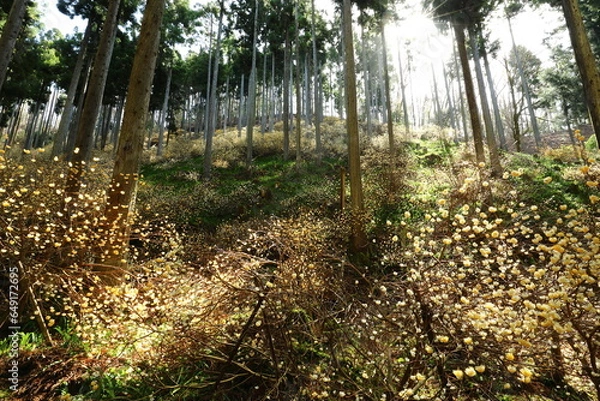 Obraz ミツマタ_綾部