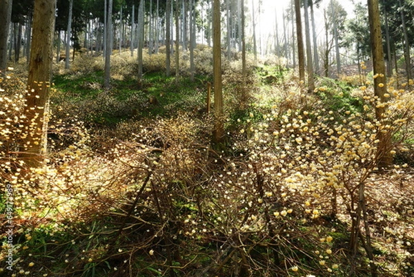 Obraz ミツマタ_綾部