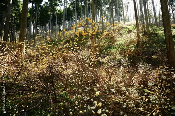 Obraz ミツマタ_綾部