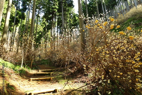 Obraz ミツマタ_綾部