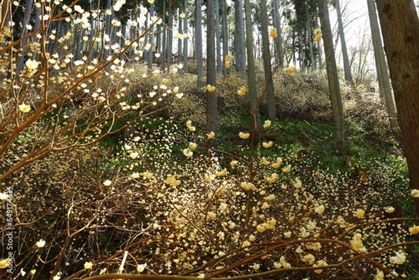 Fototapeta ミツマタ_綾部