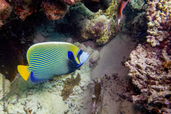 Fototapeta Imperator Kaiserfisch im Roten Meer
