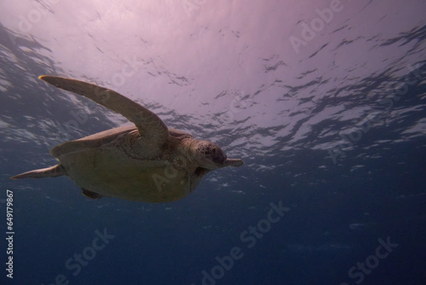 Obraz Meeresscholdkröte