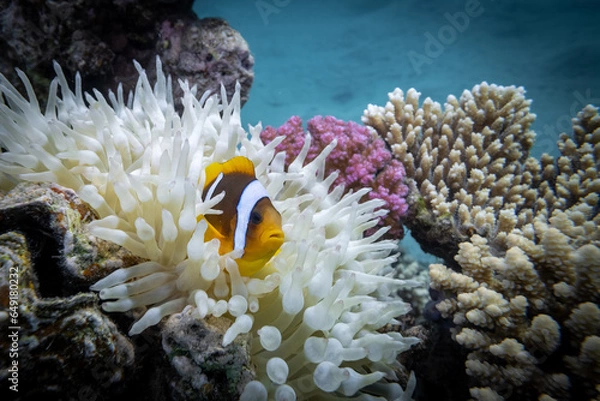 Obraz Anemonenfische - Ägypten Marsa Alam
