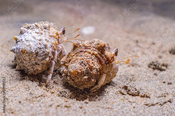 Obraz Einsiedlerkrebse