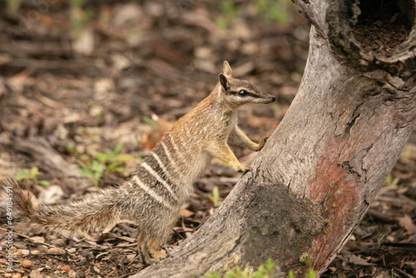 Obraz Numbat