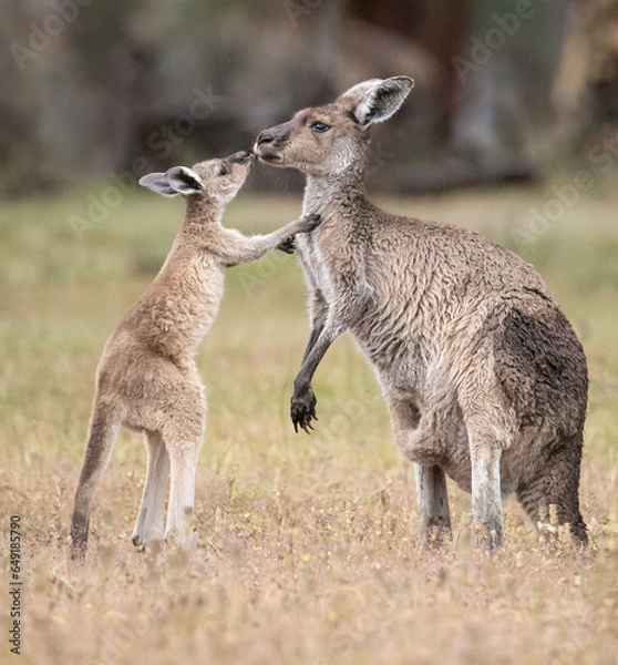 Obraz Kangaroo and Joey