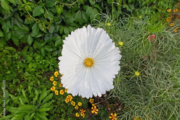 Obraz The white flower