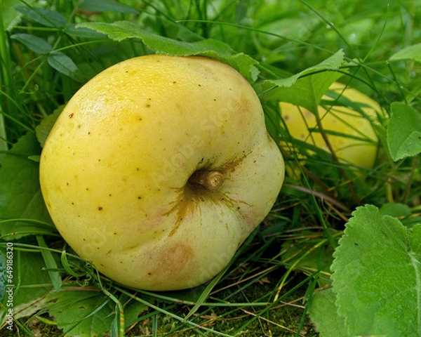 Obraz yellow apple on green grass