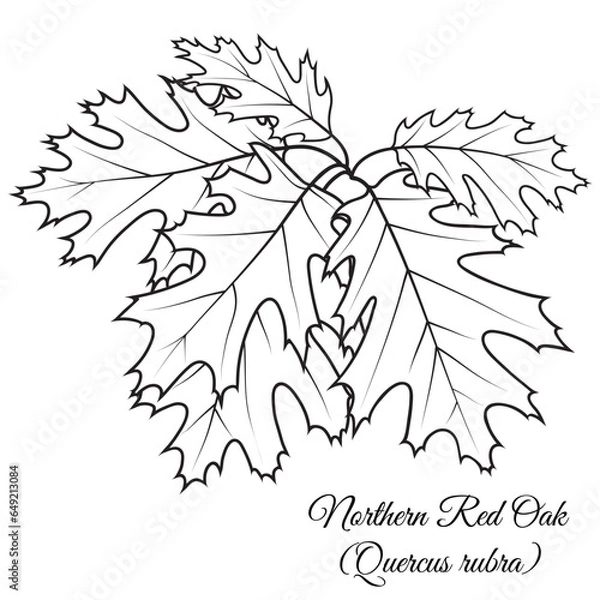 Fototapeta Northern Red Oak tree twig with leaves, vector illustration. Coloring book page.
