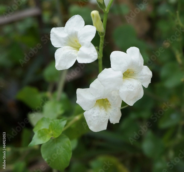 Obraz White Ruellia tuberosa Linn in garden