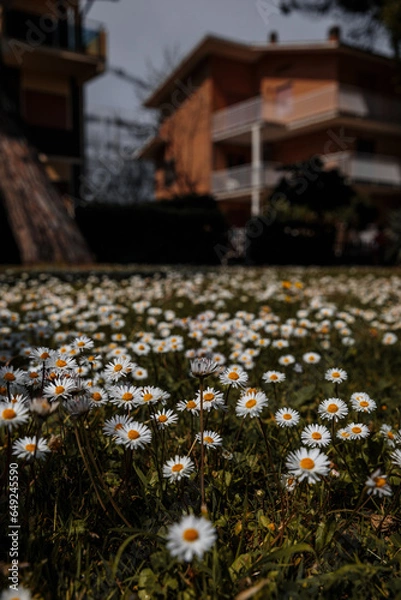 Fototapeta Flowers near the house! Beautiful daisies in Pineto - a city in Italy, located in the Abruzzo region, subordinate to the administrative center of Teramo