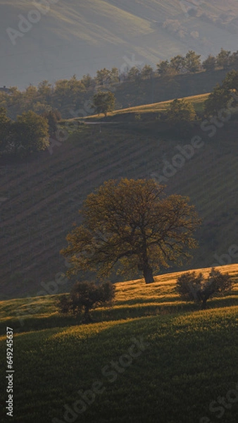 Fototapeta A lone olive tree on a hillside in the Ambruzzo region of Italy. The action takes place in an interesting sunset color. Photo for phone wallpaper