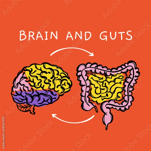 Obraz BRAIN AND GUTS Diagram Of Interaction Of Human Organs Medical Scheme For Teaching Anatomy Hand Draw Vector Illustration Sketch On Red Background