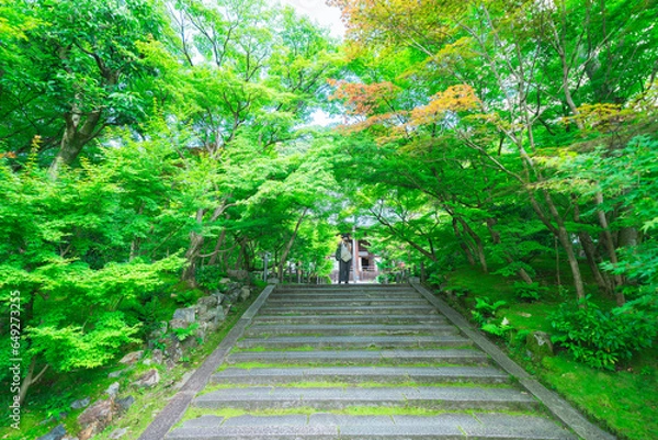 Fototapeta 永観堂の庭園