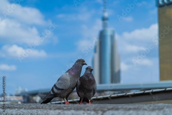 Obraz 寄り添う鳩