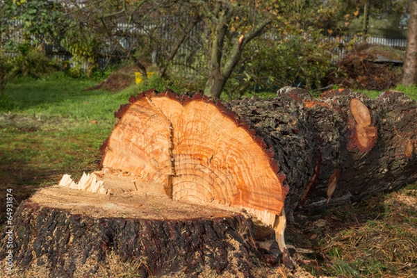 Fototapeta Cut Down Pine