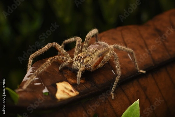 Obraz Araña en una hoja