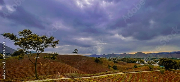 Fototapeta The scenic view of tea gardens in Hangzhou, China, under dark and overcast skies with heavy clouds