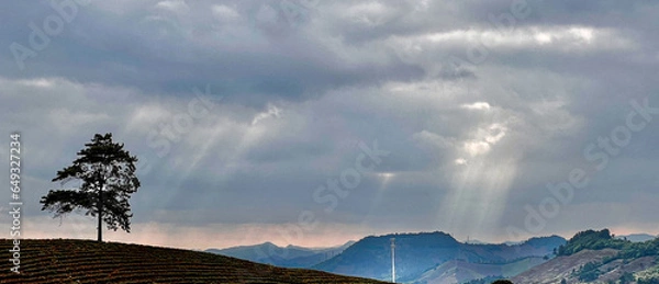 Obraz The scenic view of tea gardens in Hangzhou, China, under dark and overcast skies with heavy clouds