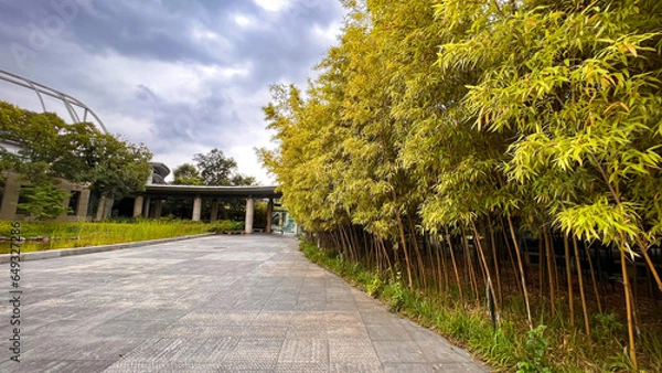 Obraz The Bamboo Forest Tourist Area in China