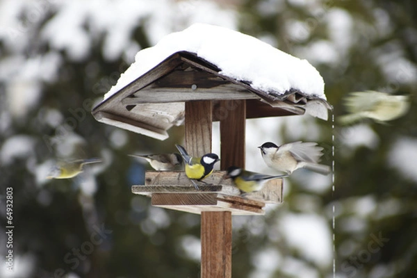 Obraz Vogelhäuschen