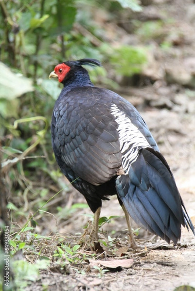 Obraz Khalij pheasant