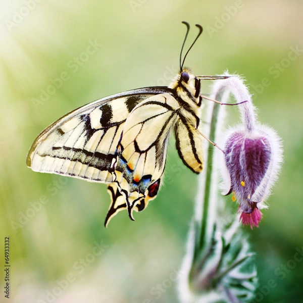 Obraz Butterfly on a spring flower