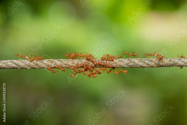 Obraz Fire ant  on green background