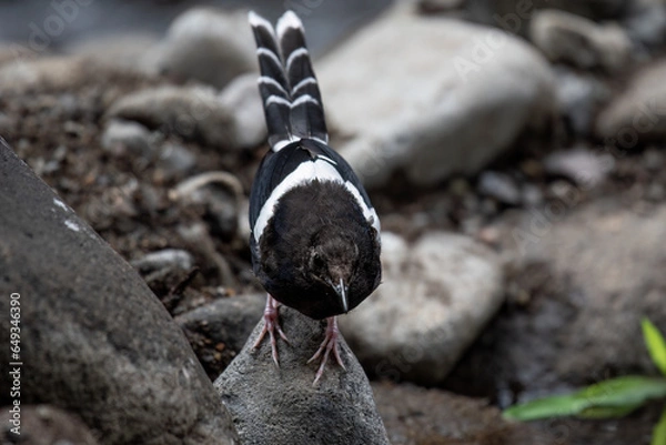Fototapeta The White-crowned forktail
( Enicurus leschenaulti ) bird is a type of water bird that usually lives in high mountain areas with cool climates. The photo depicts the 