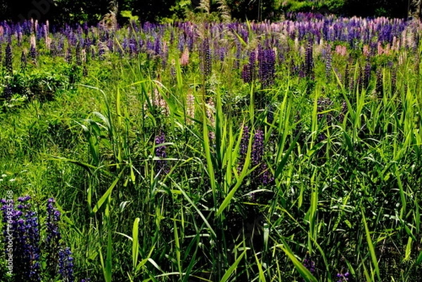 Obraz sommer in schweden