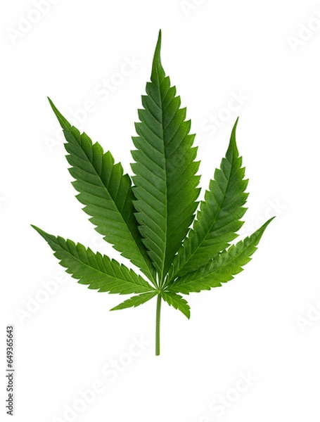 Fototapeta Hemp leaf cut out on transparent background. Marijuana, cannabis leaf for design.