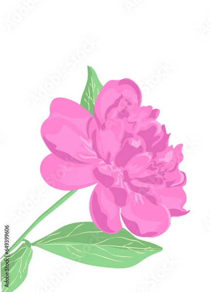 Fototapeta Peonies art vector illustration isolated on white. Flower colorful  sketch. Hand drawn design