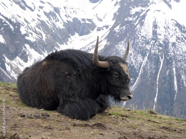 Fototapeta lying yak