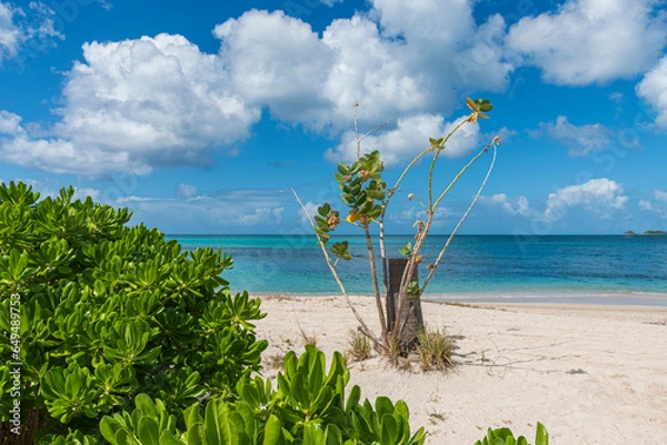 Fototapeta Scenic view of the tropical and wild landscape of Antigua.