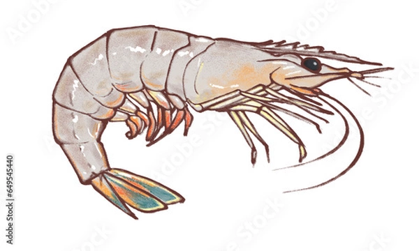 Obraz 海老のイラスト