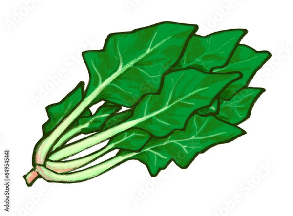Obraz ほうれん草のイラスト