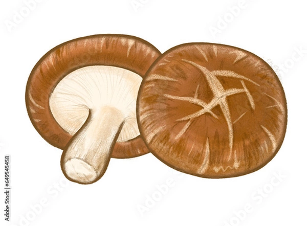 Obraz 椎茸のイラスト