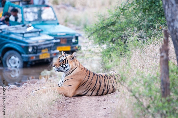 Fototapeta tiger safari in the ranthambhore national park in rajasthan