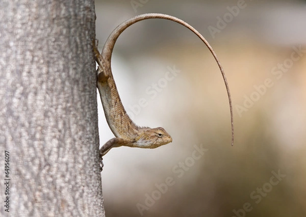 Fototapeta indian gecko with a bent tail on a tree trunk