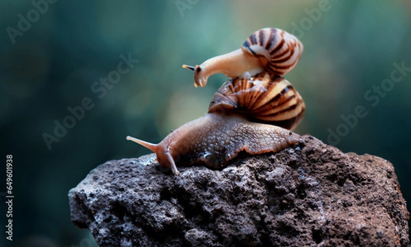 Fototapeta photo of a small snail climbing a large snail on a rock