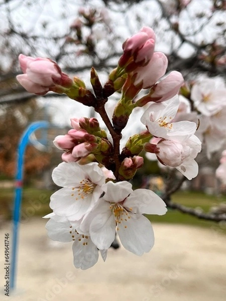 Obraz 公園に咲く桜の花のアップ