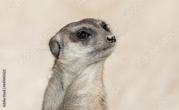 Obraz meerkat on guard